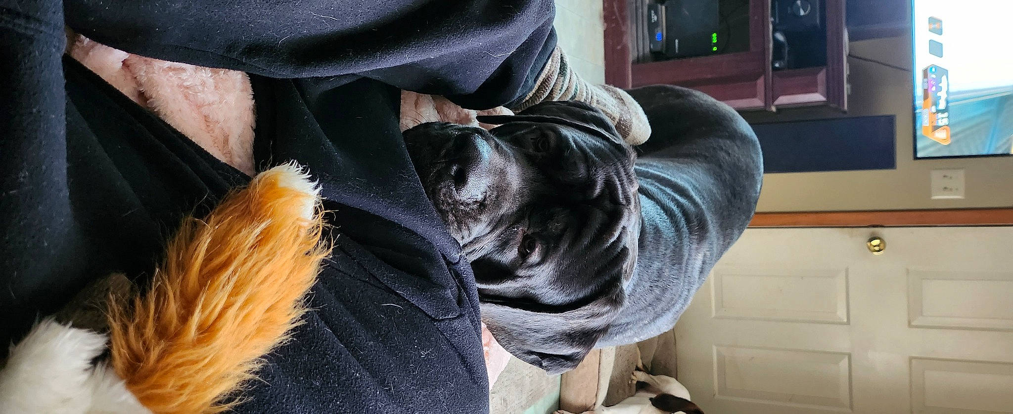 Ruger joined the competition — help win amazing prizes! automotive_tire, canidae, carnivore, comfort, companion_dog, denim, dog, dog_breed, fashion_accessory, felidae, fur, human_leg, sculpture, sitting, small_to_medium_sized_cats, snout, sporting_group, tail, toy_dog, whiskers