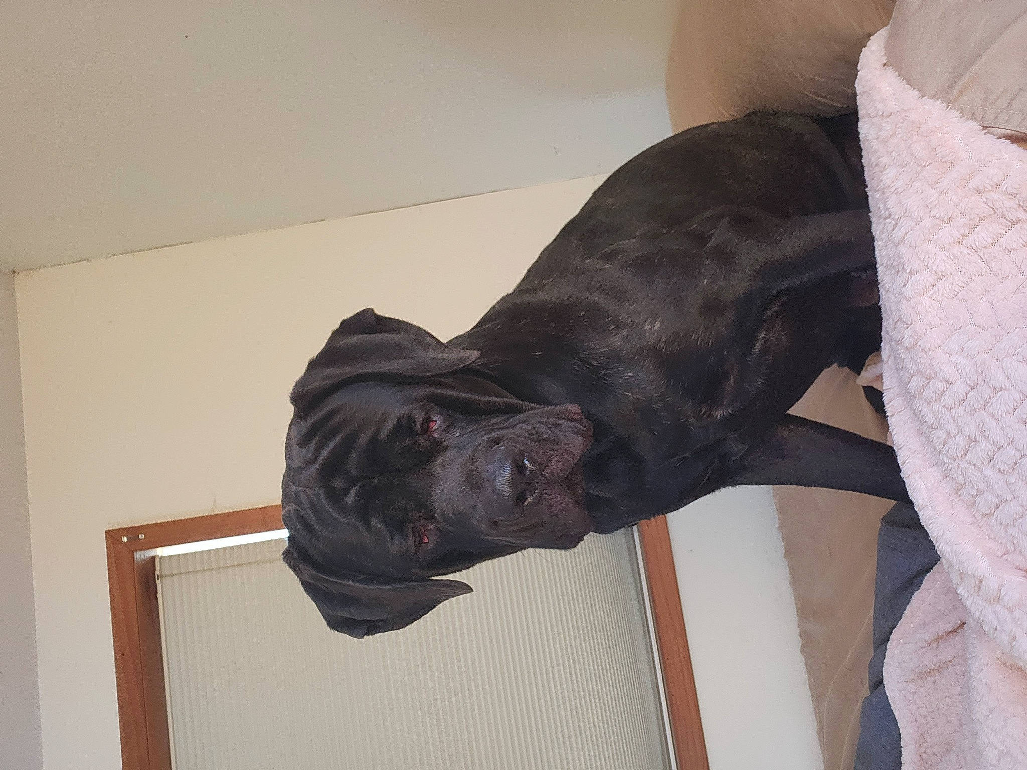 Ruger joined the competition — help win amazing prizes! art, comfort, dog_breed, elbow, fur, grey, liver, room, sculpture, sleeve, snout, sporting_group, statue, suit, tie, wood, working_animal, wrist