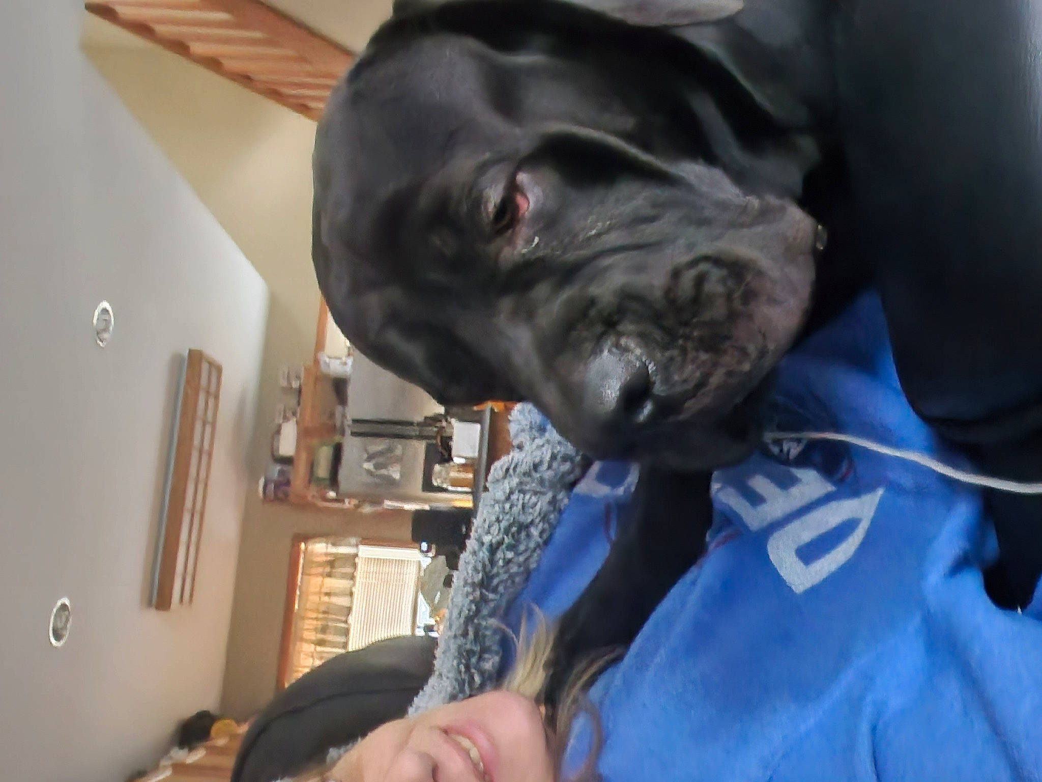 Ruger is registered to the contest to win money with this photo: canidae, carnivore, companion_dog, dog, dog_breed, ear, electric_blue, fawn, fur, gesture, guard_dog, jaw, non_sporting_group, personal_protective_equipment, snout, sporting_group, whiskers, working_animal