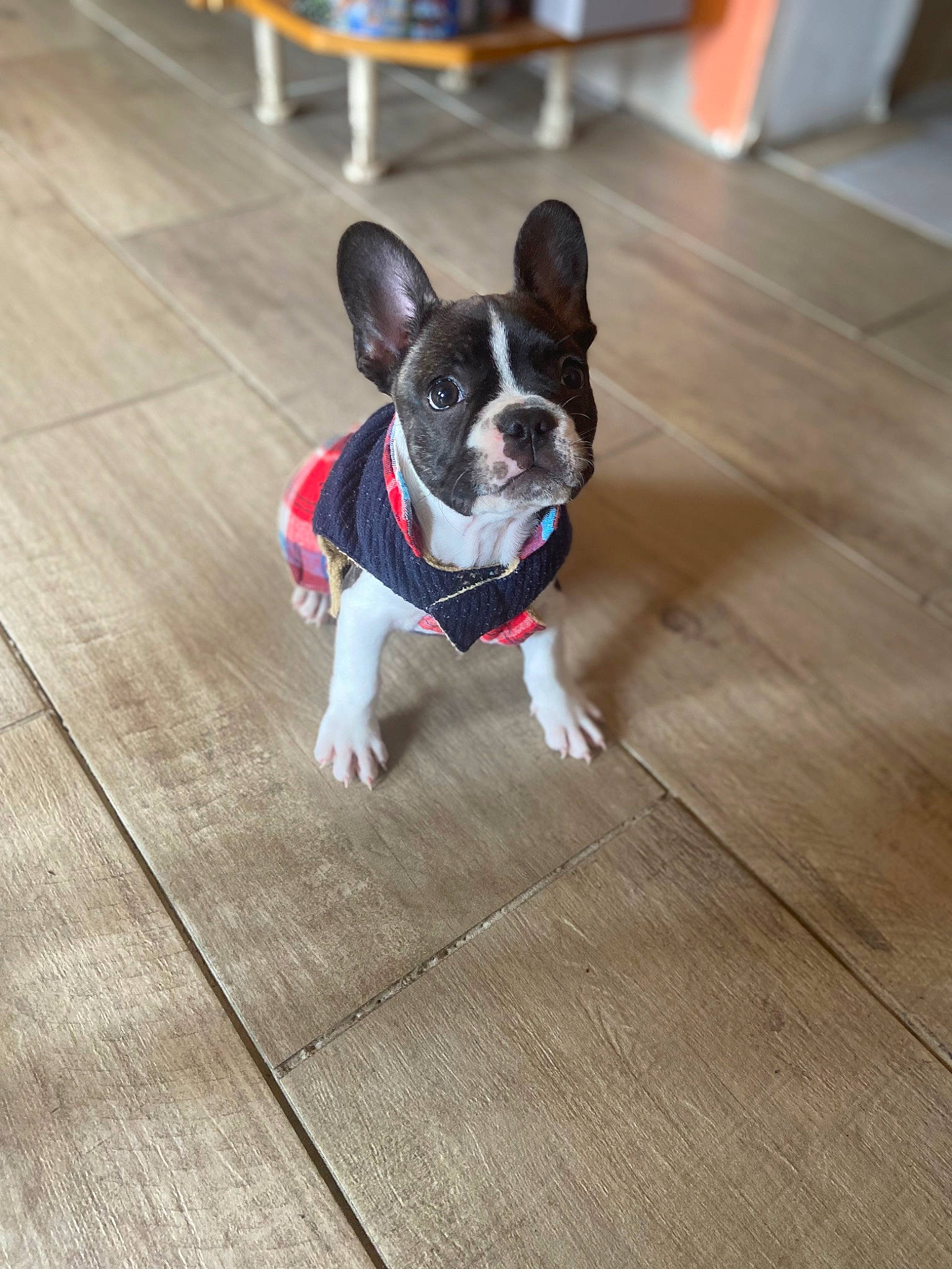 Popi a rejoint le concours — aidez-le/la à gagner de superbes lots ! boston_terrier, carnivore, collar, companion_dog, dog, dog_breed, dog_collar, dog_supply, fawn, floor, flooring, hardwood, laminate_flooring, snout, sporting_group, tail, toy_dog, wood, wood_flooring, working_animal