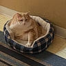 Fatboy is registered to the contest to win money with this photo: cat, pet_bed, indoor, orange_cat, white_cat, feline, relaxed, striped_rug, checkered_pattern, cozy, floor, wall, home, resting, animal, cute, domestic_cat, plush_bed, carpet, comfort