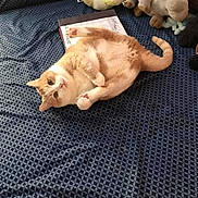 Fatboy is registered to the contest to win money with this photo: cat, orange_cat, white_cat, bed, blue_bedspread, plush_toys, book, indoor, pet, feline, curious, lying_down, cozy, playful, animal, domestic_cat, resting, cute, whiskers, tail
