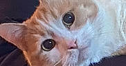 Fatboy is registered to the contest to win money with this photo: cat, orange_cat, white_cat, pet, animal, whiskers, ears, eyes, fur, domestic_cat, closeup, indoor, person_holding_cat, jacket, warm_clothing, resting, comfort, curious, portrait, feline
