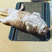 Fatboy joined the competition — help win amazing prizes! cat, indoor, floor, rug, pet, feline, relaxed, lying_down, curious, paws, fur, white, orange, domestic_animal, animal, cute, home, tile_floor, shoe, resting