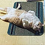 cat, indoor, floor, rug, pet, feline, relaxed, lying_down, curious, paws, fur, white, orange, domestic_animal, animal, cute, home, tile_floor, shoe, resting