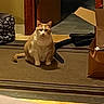 Fatboy is registered to the contest to win money with this photo: cat, orange_cat, white_cat, carpet, indoor, door, cardboard_box, vacuum_hose, pet_bed, floor, furniture, animal, domestic_animal, looking, sitting, serious, household, room, fur, mammal