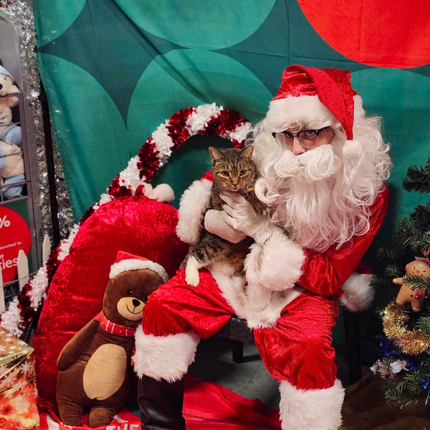 Max is registered to the contest to win money with this photo: banner, beard, boots, candy_cane, cat, christmas, costume, decorations, festive, gift_wrap, glasses, holiday, indoor, ornaments, person, red_clothing, santa_claus, teddy_bear, tree, white_fur