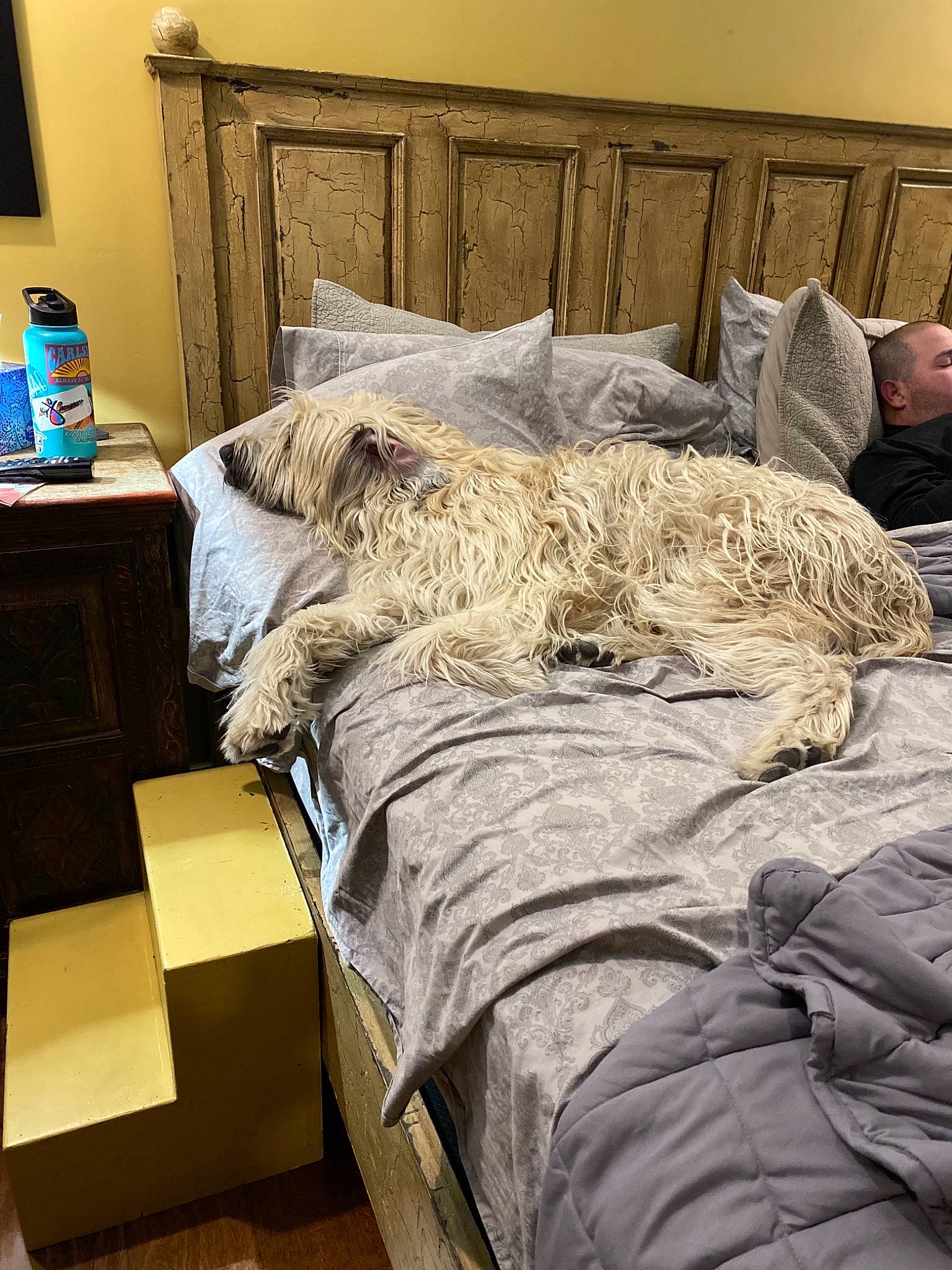 Fiona Scarlett is registered to the contest to win money with this photo: bed_sheet, bedding, bedroom, blanket, box, carnivore, carton, comfort, companion_dog, dog, dog_breed, duvet, fur, home, linens, living_room, pillow, room, throw_pillow, water_bottle