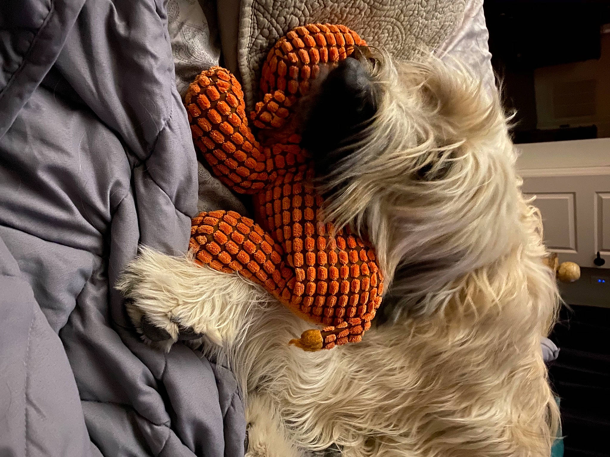 Fiona Scarlett is registered to the contest to win money with this photo: box, cabinetry, chest_of_drawers, companion_dog, dog, dog_breed, drawer, fur, knot, natural_material, orange, rope, shelf, small_terrier, terrier