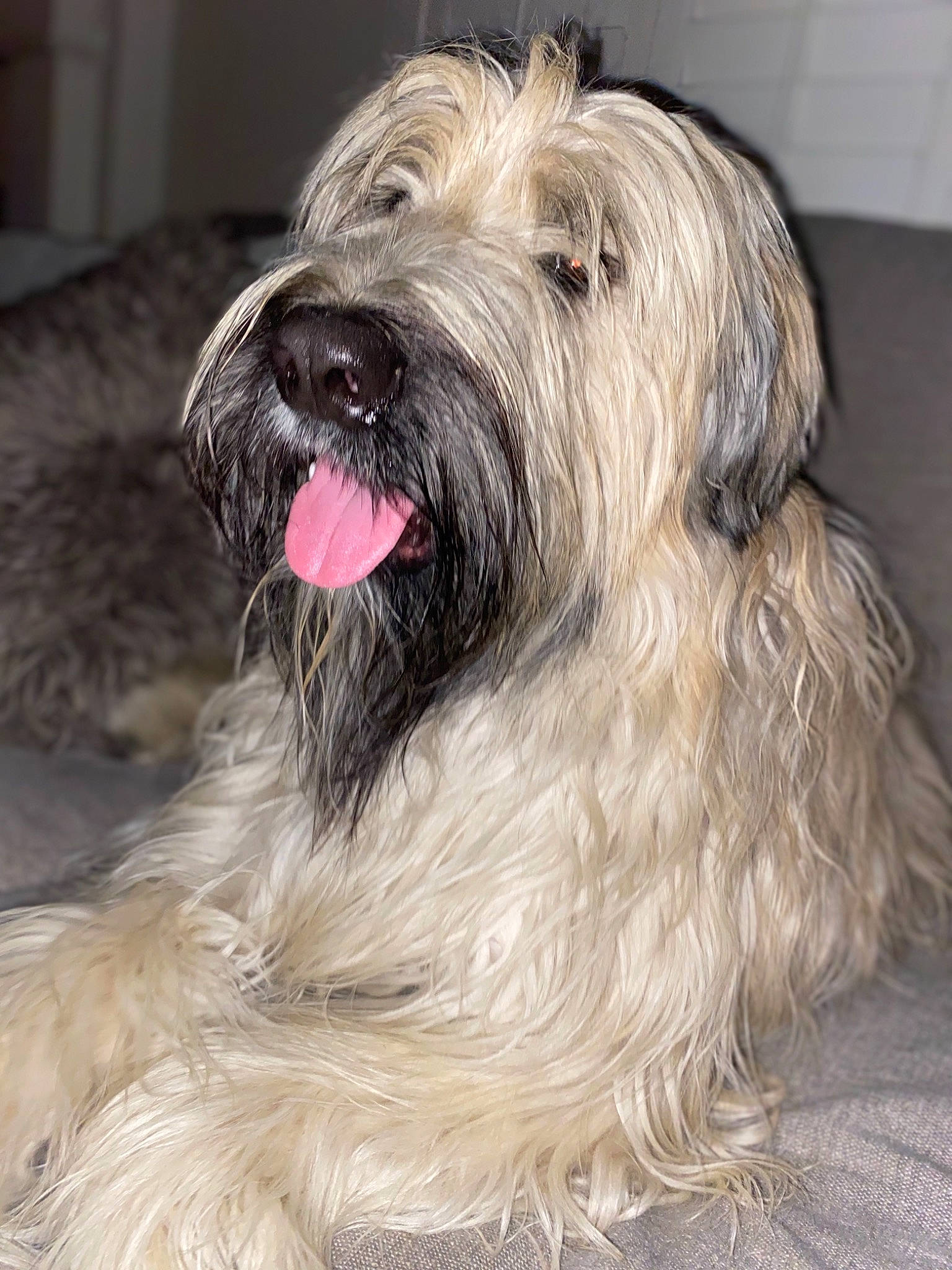 Fiona Scarlett is registered to the contest to win money with this photo: bearded_collie, canidae, carnivore, companion_dog, dog, dog_breed, fawn, fur, grey, natural_material, silver, small_terrier, snout, sporting_group, terrier, tongue, tooth, vertebrate, working_animal, working_dog