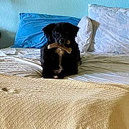 Mallory is registered to the contest to win money with this photo: dog, black_dog, bone, bed, pillow, blanket, indoor, pet, animal, furniture, resting, lying_down, cozy, white_pillow, blue_pillow, wooden_nightstand, chew_toy, domestic_animal, bedroom, sleep_area