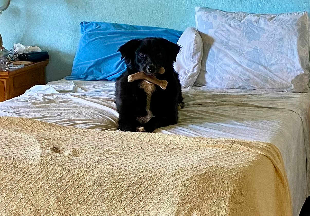 Mallory is registered to the contest to win money with this photo: dog, black_dog, bone, bed, pillow, blanket, indoor, pet, animal, furniture, resting, lying_down, cozy, white_pillow, blue_pillow, wooden_nightstand, chew_toy, domestic_animal, bedroom, sleep_area