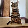 Cleopatra joined the competition — help win amazing prizes! cat, bengal_cat, pet, indoor, wooden_floor, door, wall, tail, collar, green_eyes, sitting, feline, animal, home, curious, step, floor, domestic_cat, fur, whiskers
