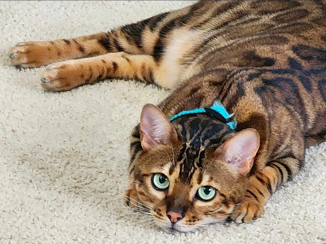 Cleopatra
