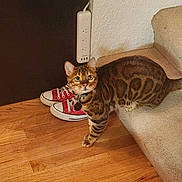 Cleopatra is registered to the contest to win money with this photo: bengal_cat, cat, pet, stairs, carpet, wood_floor, red_sneakers, power_strip, wall, indoor, curious, feline, collar, tag, domestic_animal, home, flooring, footwear, tail, looking_up