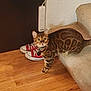 bengal_cat, cat, pet, stairs, carpet, wood_floor, red_sneakers, power_strip, wall, indoor, curious, feline, collar, tag, domestic_animal, home, flooring, footwear, tail, looking_up
