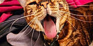 Cleopatra joined the competition — help win amazing prizes! cat, bengal_cat, close_up, yawning, tongue_out, whiskers, pet, feline, animal, tabby, fur, collar, indoor, soft_fabric, playful, cute, closeup, mammal, domestic_animal, relaxed