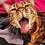 cat, bengal_cat, close_up, yawning, tongue_out, whiskers, pet, feline, animal, tabby, fur, collar, indoor, soft_fabric, playful, cute, closeup, mammal, domestic_animal, relaxed