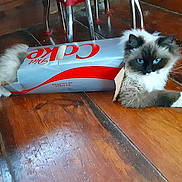 Roxie is registered to the contest to win money with this photo: cat, blue_eyes, fluffy, diet_coke_box, wooden_floor, indoor, playful, curious, mischievous, pet, animal, feline, domestic_cat, box, sitting, fur, whiskers, paws, relaxed, closeup