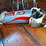 cat, blue_eyes, fluffy, diet_coke_box, wooden_floor, indoor, playful, curious, mischievous, pet, animal, feline, domestic_cat, box, sitting, fur, whiskers, paws, relaxed, closeup