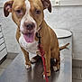 dog, leash, hand, metal_table, veterinary_clinic, tile_wall, painting, brown_dog, white_markings, tongue_out, pet, indoors, animal, floor_tile, person_hand, collar, waiting, examination, cute, friendly