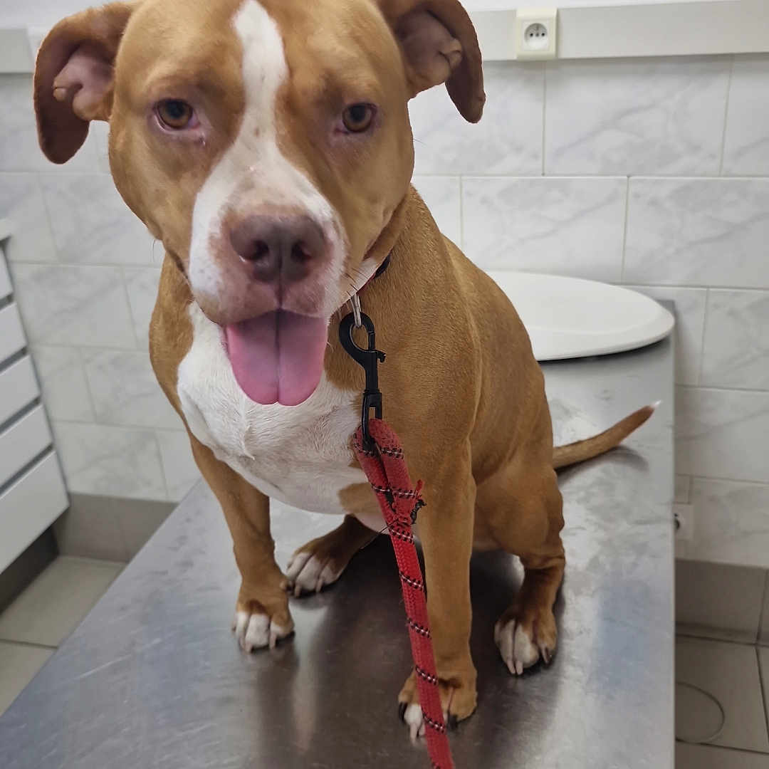 Luna participe au concours pour gagner de l'argent avec cette photo : animal, brown_dog, collar, cute, dog, examination, floor_tile, friendly, hand, indoors, leash, metal_table, painting, person_hand, pet, tile_wall, tongue_out, veterinary_clinic, waiting, white_markings