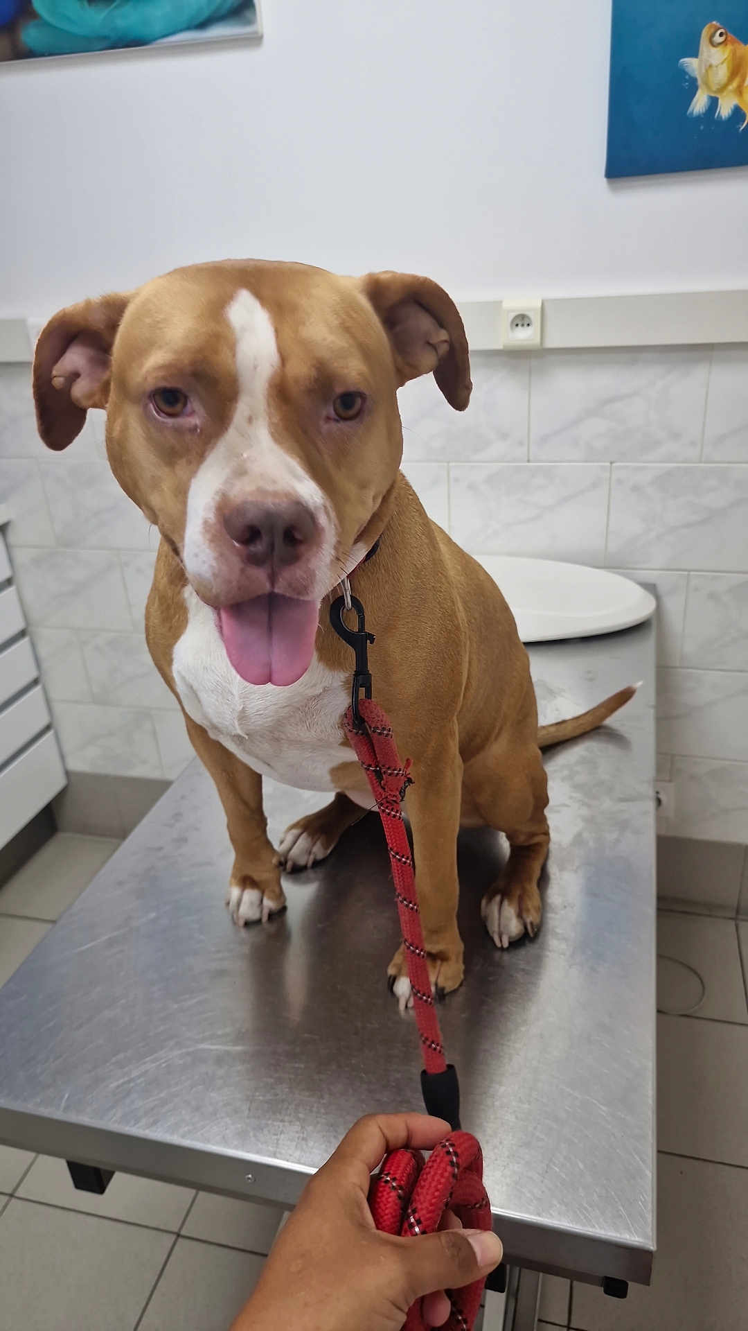 Luna participe au concours pour gagner de l'argent avec cette photo : dog, leash, hand, metal_table, veterinary_clinic, tile_wall, painting, brown_dog, white_markings, tongue_out, pet, indoors, animal, floor_tile, person_hand, collar, waiting, examination, cute, friendly