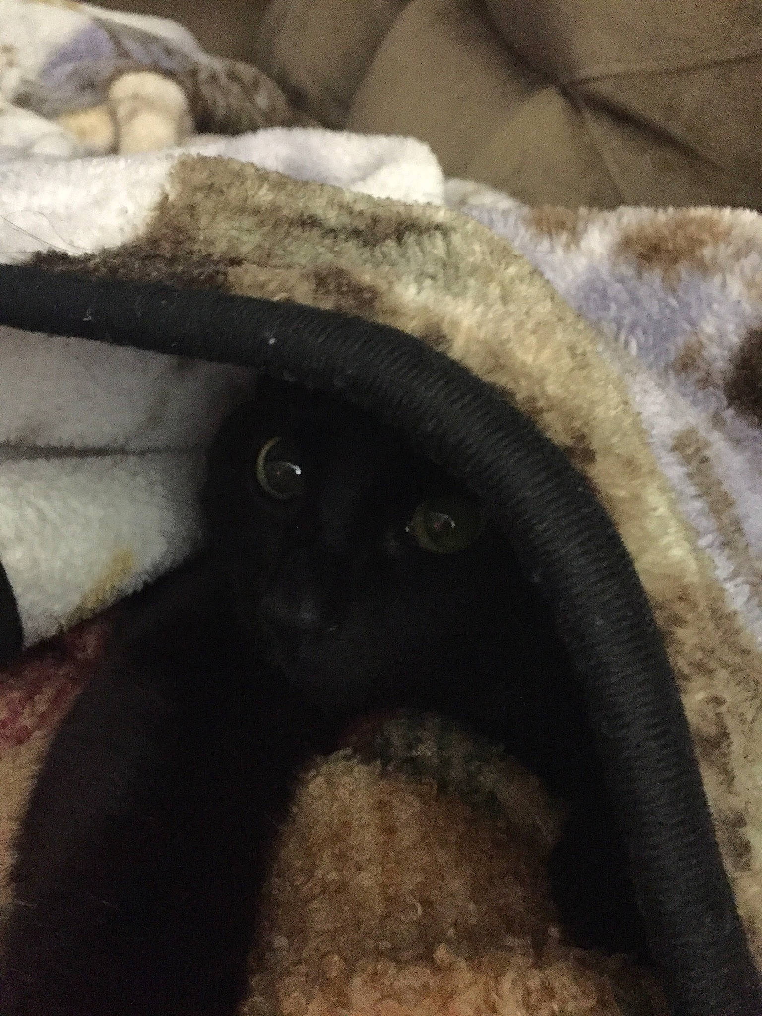 Eclipse is registered to the contest to win money with this photo: black_cat, carnivore, claw, fur, metal, monochrome, monochrome_photography, painting, paw, primate, rock, small_to_medium_sized_cats, snout, tail, terrestrial_animal, whiskers, wildlife, working_animal