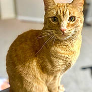 Nino joined the competition — help win amazing prizes! cat, orange_tabby, pet, feline, portrait, indoor, closeup, sitting, whiskers, green_eyes, ears, fur, bokeh, fairy_lights, blurred_background, domestic_animal, cozy, curiosity, home, photography