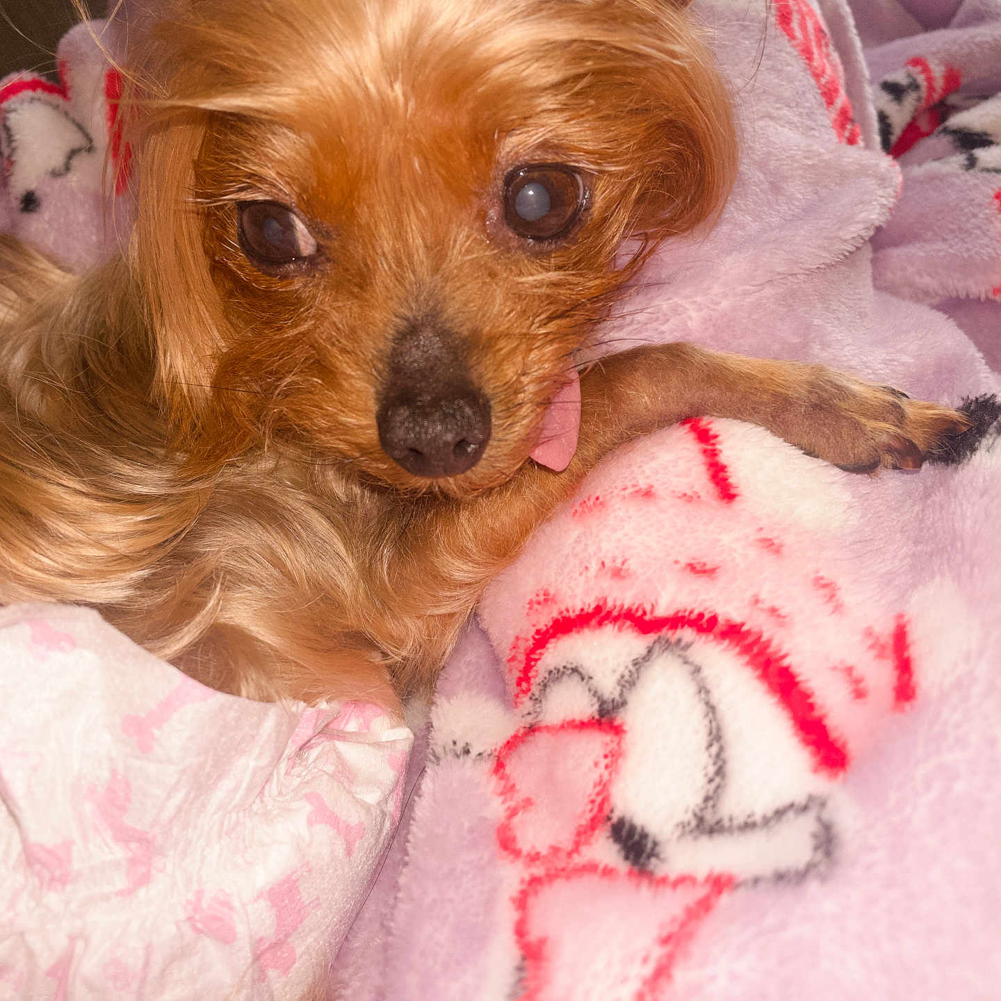 Bella is registered to the contest to win money with this photo: animal, blanket, close_up, comfort, companion, cozy, cute, dog, fur, indoor, paw, pet, purple_blanket, relaxed, resting, small_dog, snuggled, soft_texture, tongue_out, warm