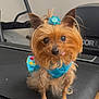 animal, background, blue_dress, cute, dog, ears, exercise_equipment, floor, fur, hair_accessory, indoor, looking_at_camera, pet, small_dog, stroller, tongue_out, treadmill, wheel, wooden_floor, yorkshire_terrier