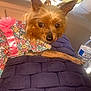Bella joined the competition — help win amazing prizes! animal, car_interior, closeup, cute, dog, ears, fabric, floral_dress, fur, indoors, looking_at_camera, lying_down, pet, pink_bow, purple_quilt, seat, small_dog, snout, water_bottle, yorkshire_terrier