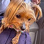 Bella is registered to the contest to win money with this photo: animal, car_interior, close_up, companion, curious, cute, dog, floral_collar, fur, hand, indoors, long_hair, person, pet, pigtails, portrait, purple_fabric, seatbelt, small_dog, styled_hair