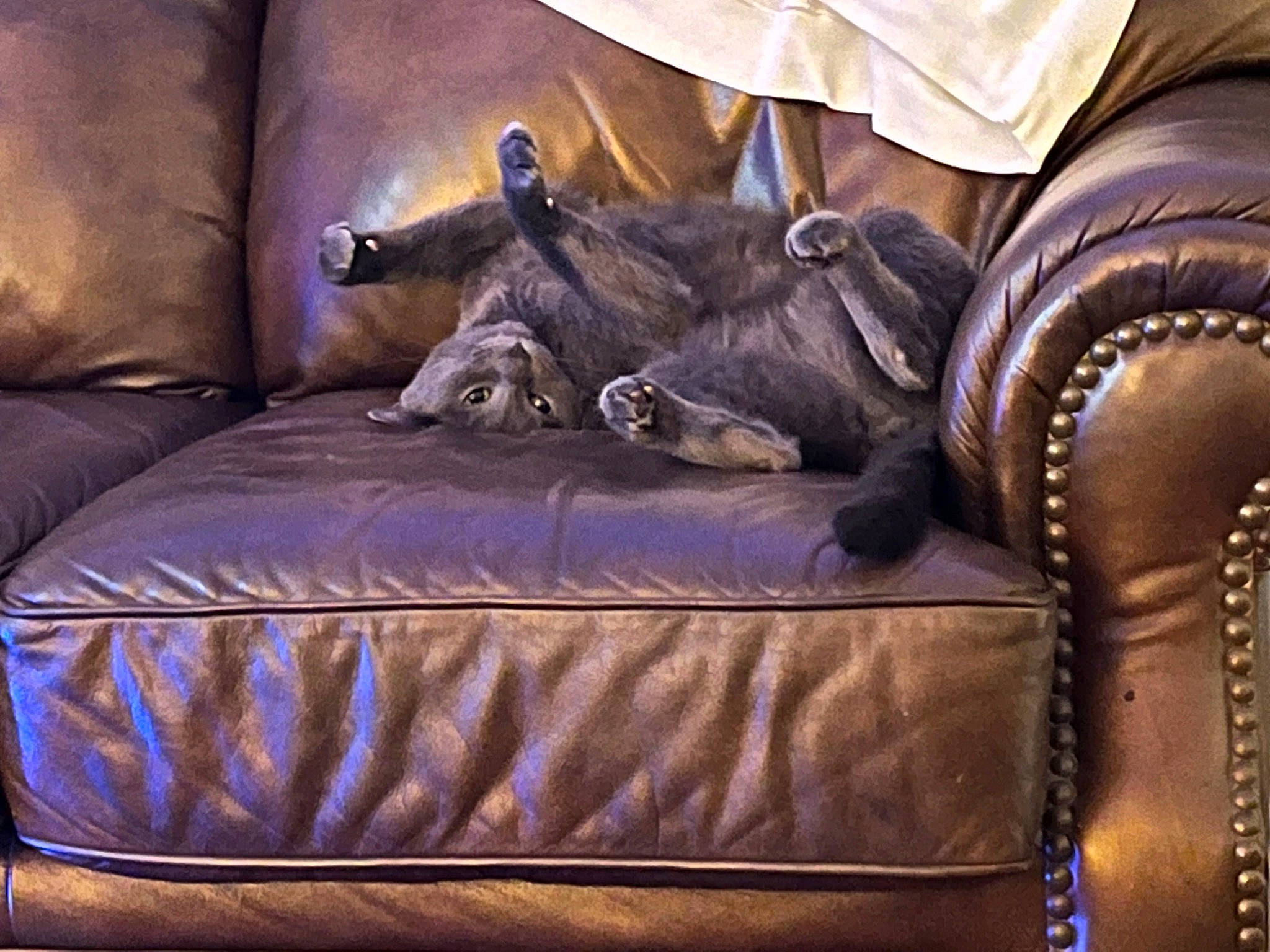 Arnie is registered to the contest to win money with this photo: armrest, bed_sheet, bedding, chair, comfort, couch, electric_blue, fashion_accessory, hardwood, leather, linens, living_room, metal, pillow, purple, rectangle, room, textile, wood, working_animal