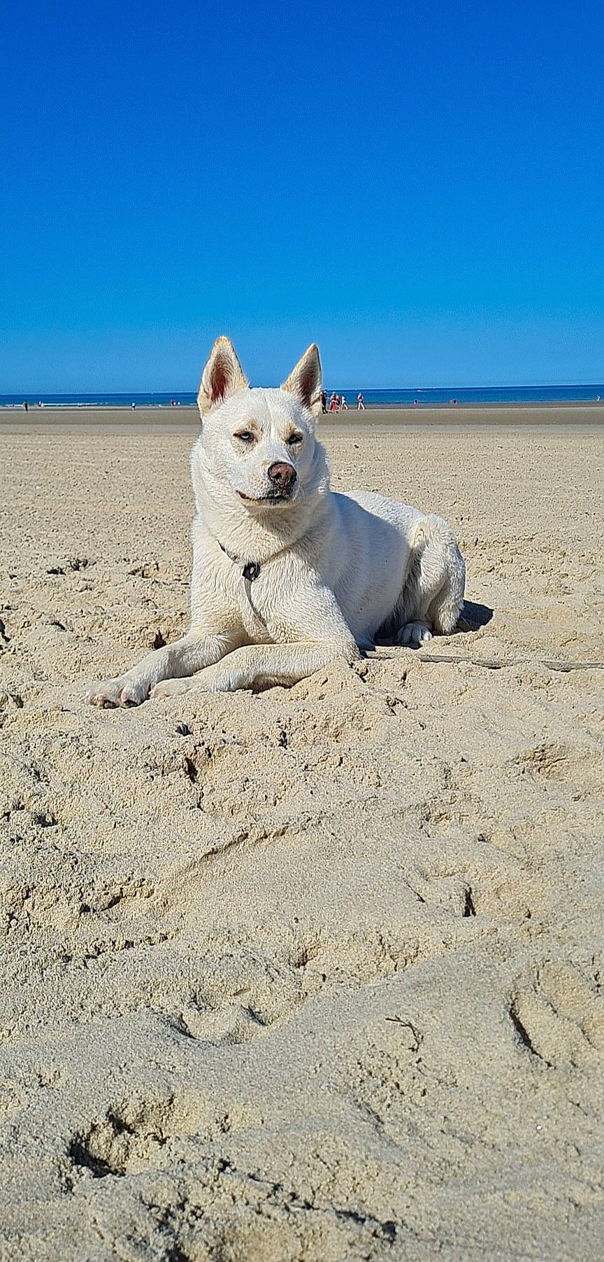 Naya participe au concours pour gagner de l'argent avec cette photo : arctic, beach, canidae, carnivore, companion_dog, dog, dog_breed, horizon, landscape, non_sporting_group, ocean, sand, sea, sky, soil, sporting_group, terrestrial_animal