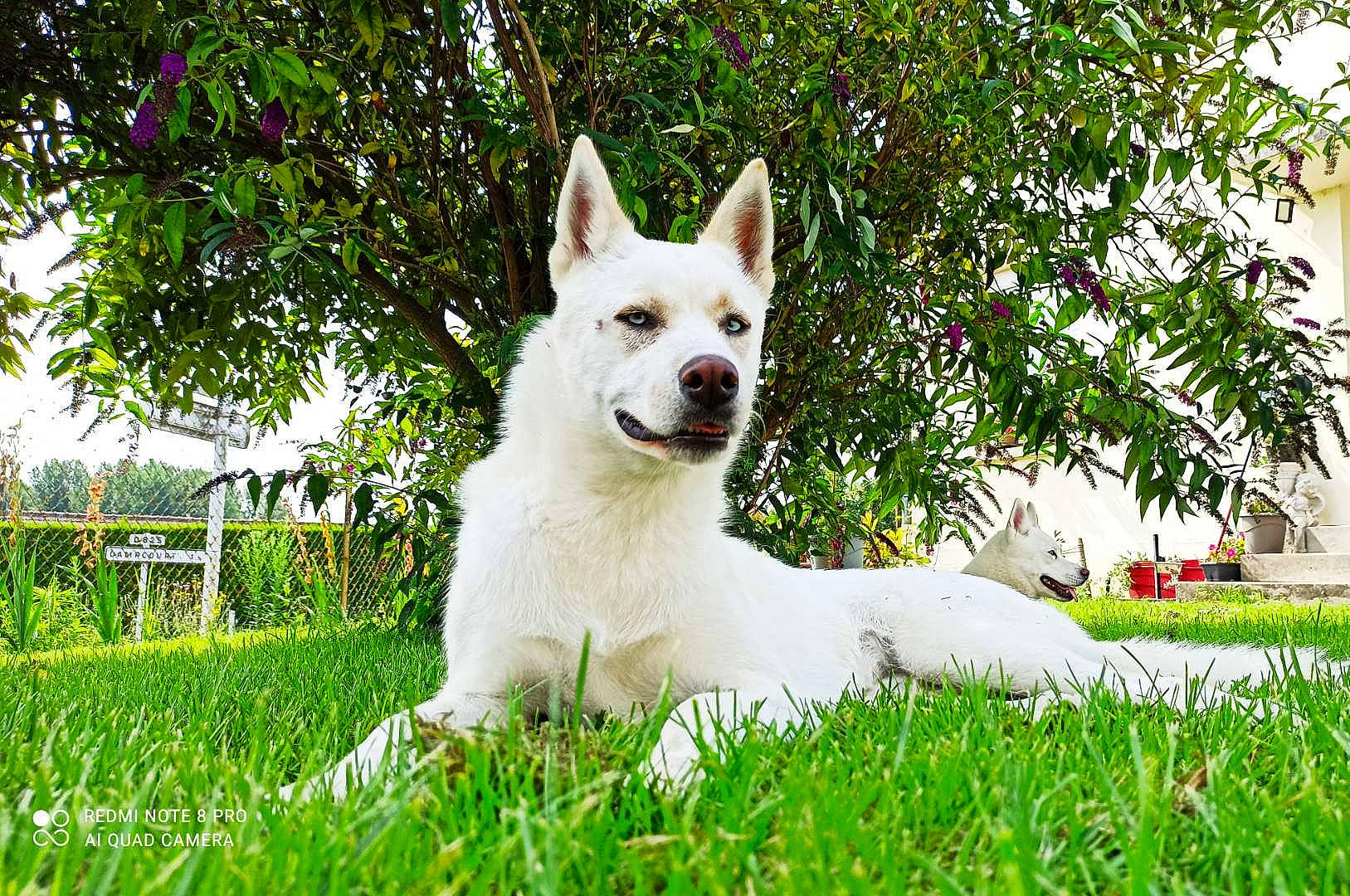 Naya a rejoint le concours — aidez-le/la à gagner de superbes lots ! ancient_dog_breeds, carnivore, collar, companion_dog, dog, dog_breed, dog_collar, fawn, garden, grass, lawn, plant, snout, tail, terrestrial_animal, terrier, tree, whiskers, window, working_animal