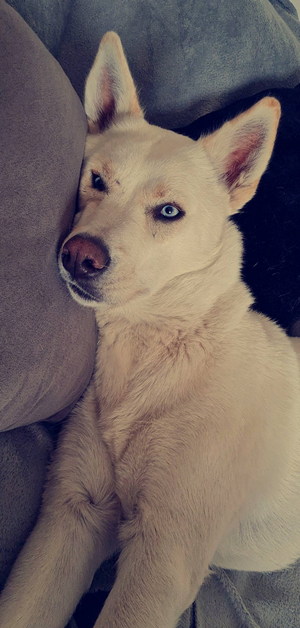 Naya participe au concours pour gagner de l'argent avec cette photo : ancient_dog_breeds, canidae, carnivore, companion_dog, dog, dog_breed, ear, fawn, fur, jaw, monochrome, monochrome_photography, no_expression, non_sporting_group, snout, sporting_group, terrestrial_animal, whiskers, working_animal