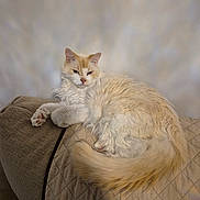 Pumpkin is registered to the contest to win money with this photo: cat, fluffy, cream_color, quilted_blanket, couch, indoor, relaxed, pet, animal, fur, tail, paws, resting, cozy, feline, home, sleepy, cute, comfortable, wall