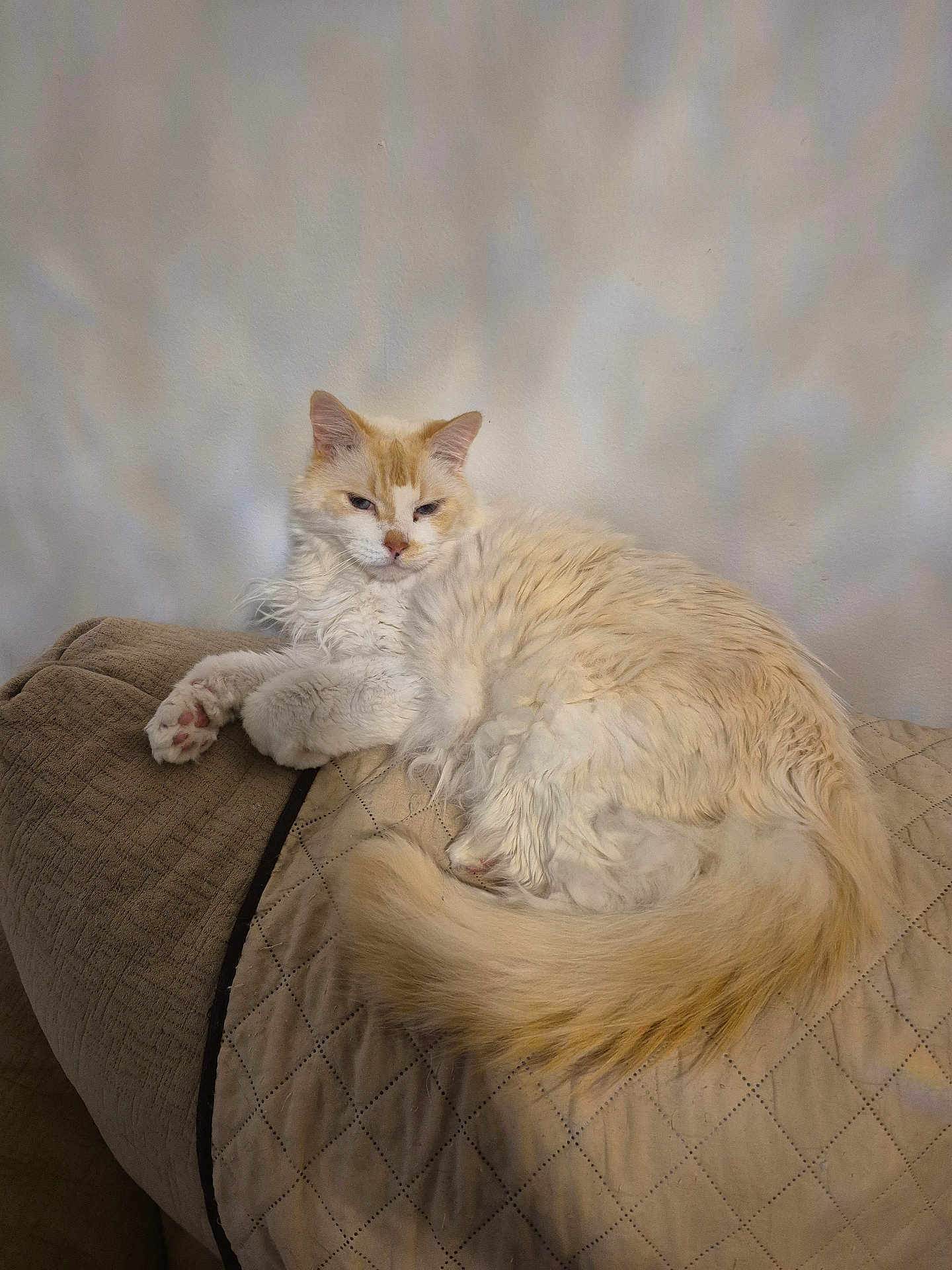 Pumpkin is registered to the contest to win money with this photo: cat, fluffy, cream_color, quilted_blanket, couch, indoor, relaxed, pet, animal, fur, tail, paws, resting, cozy, feline, home, sleepy, cute, comfortable, wall