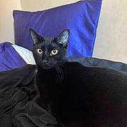 Binx is registered to the contest to win money with this photo: black_cat, cat, pet, animal, yellow_eyes, fur, whiskers, bed, blanket, pillow, purple_pillow, indoors, resting, cozy, domestic_cat, feline, looking, closeup, sleeping_area, relaxed