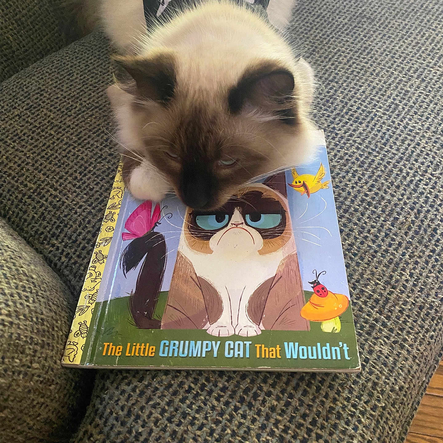 Ben The Cat joined the competition — help win amazing prizes! advertisement, animal, book, canine, cat, chair, comics, couch, dog, face, furniture, head, homedecor, kitten, person, pet, poster, publication, siamese, sleeping