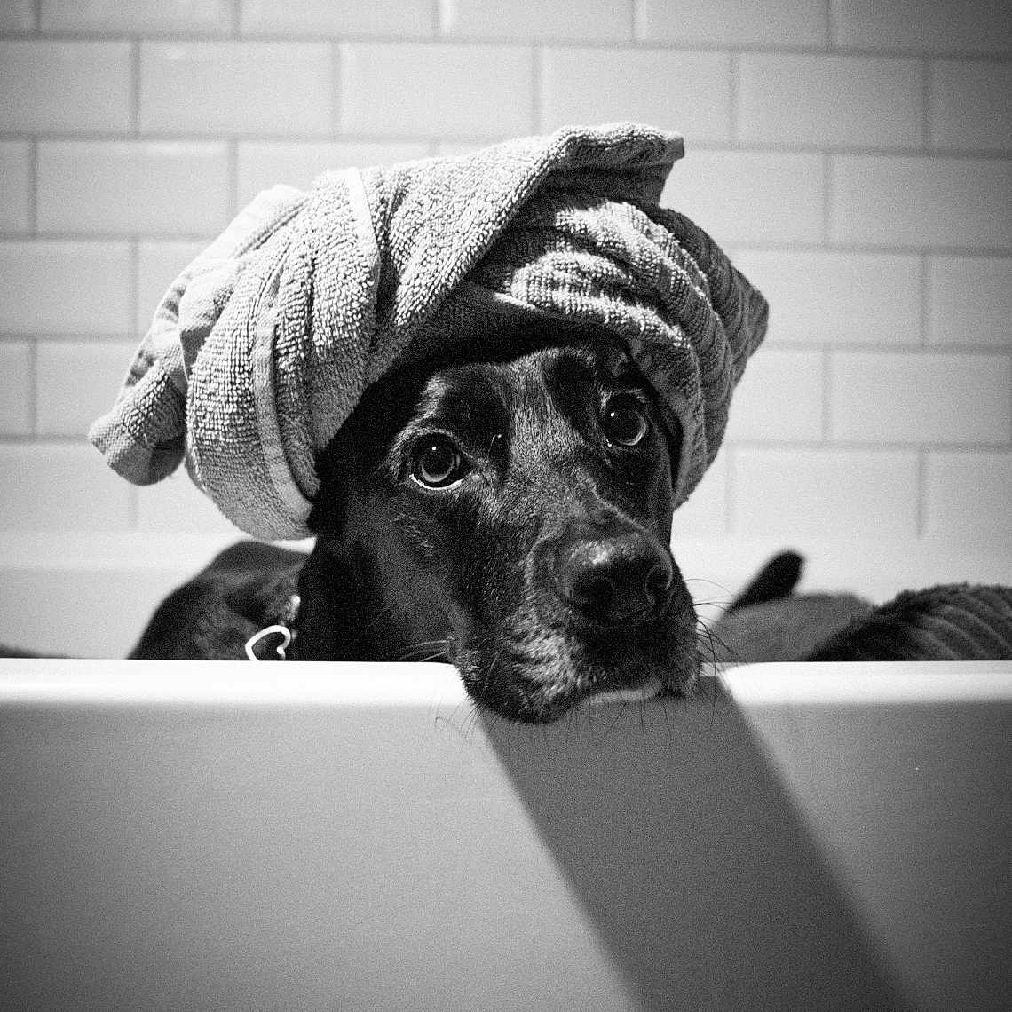 Holi joined the competition — help win amazing prizes! animal, bathroom, bathtub, black_and_white, canine, companion, cute, dog, domestic_animal, fur, headwear, indoors, looking_up, pet, portrait, relaxed, resting, spa, tile_wall, towel