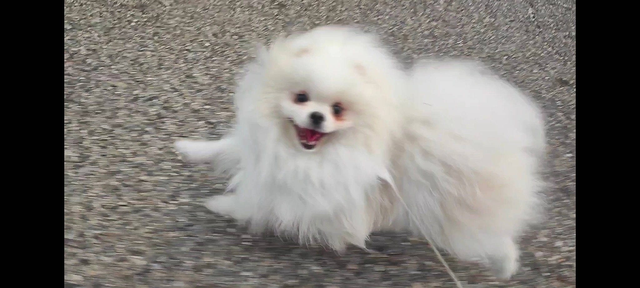 Ulysse a rejoint le concours — aidez-le/la à gagner de superbes lots ! canidae, carnivore, companion_dog, corgi_chihuahua, dog, dog_breed, fur, german_spitz_klein, non_sporting_group, spitz, toy_dog