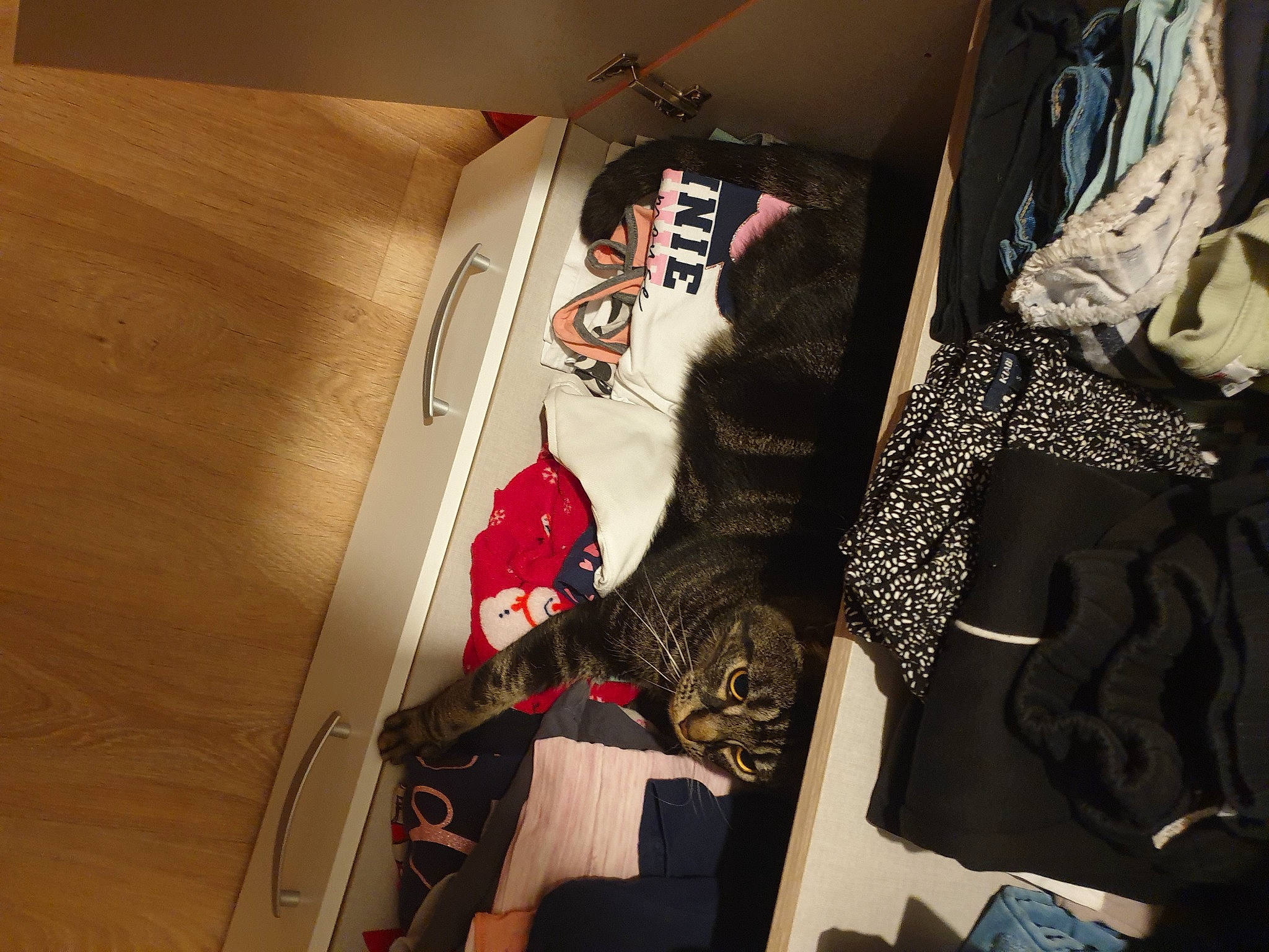 Simba participe au concours pour gagner de l'argent avec cette photo : brand, carmine, closet, fashion_accessory, fashion_design, flooring, font, hardwood, plywood, room, sleeve, sportswear, t_shirt, top, varnish, visual_arts, wood, wood_stain