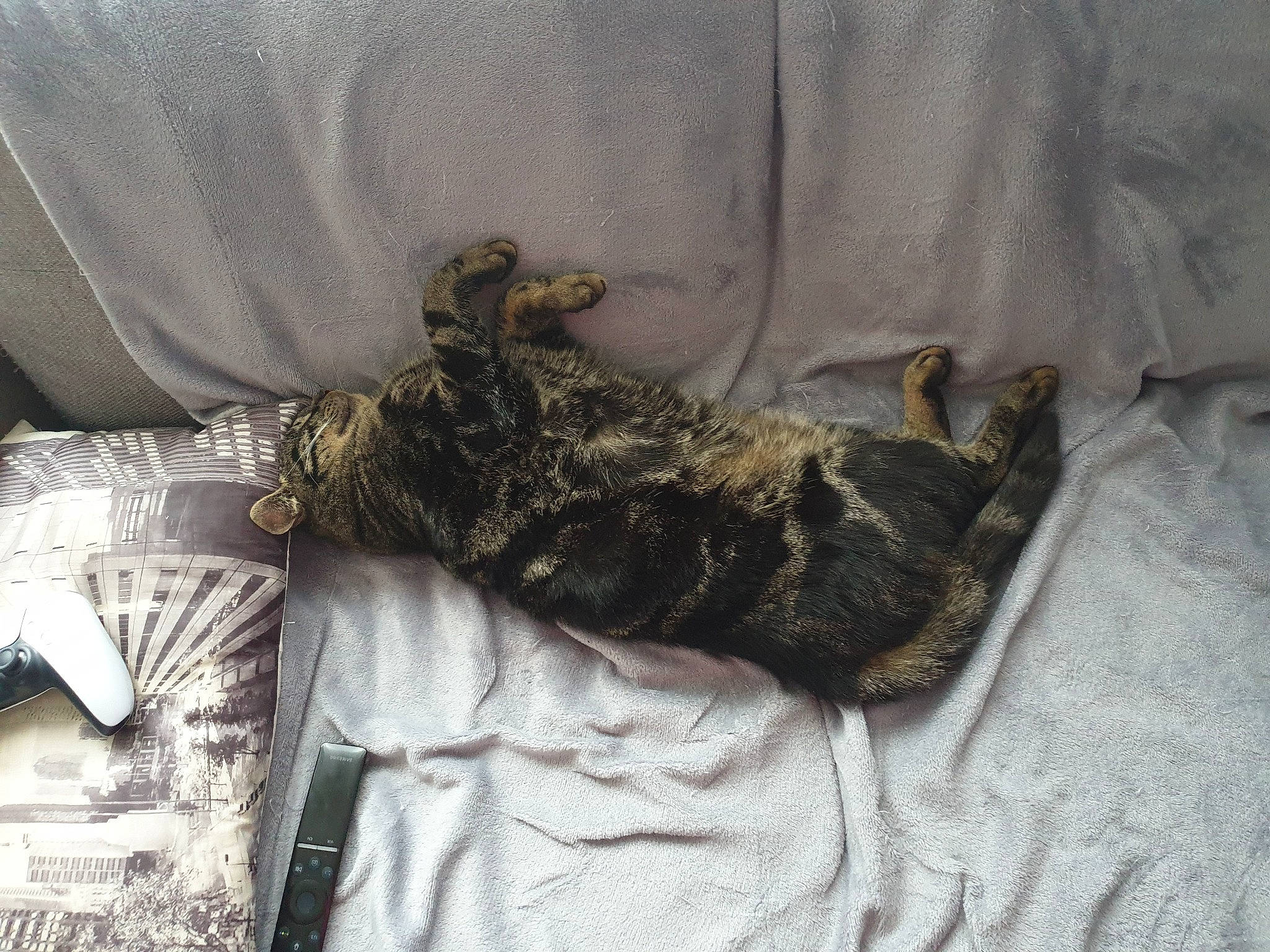 Simba participe au concours pour gagner de l'argent avec cette photo : bedding, carnivore, cat, comfort, felidae, fur, grey, linens, pattern, sleeve, small_to_medium_sized_cats, sporting_group, tail