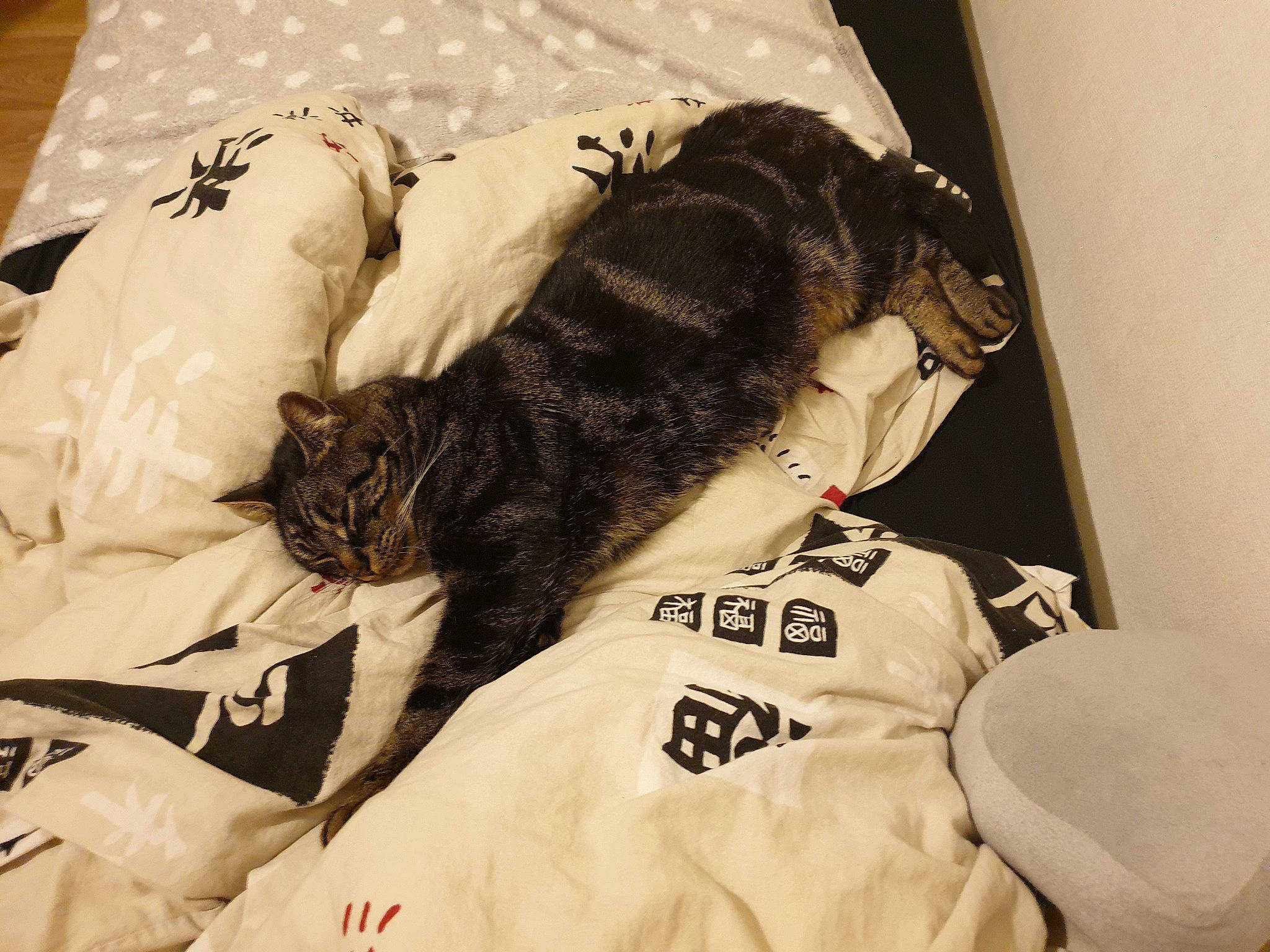 Simba a rejoint le concours — aidez-le/la à gagner de superbes lots ! bed, bedding, carnivore, cat, comfort, domestic_short_haired_cat, felidae, fur, linens, monochrome, nap, pattern, room, sleeve, small_to_medium_sized_cats, textile, whiskers