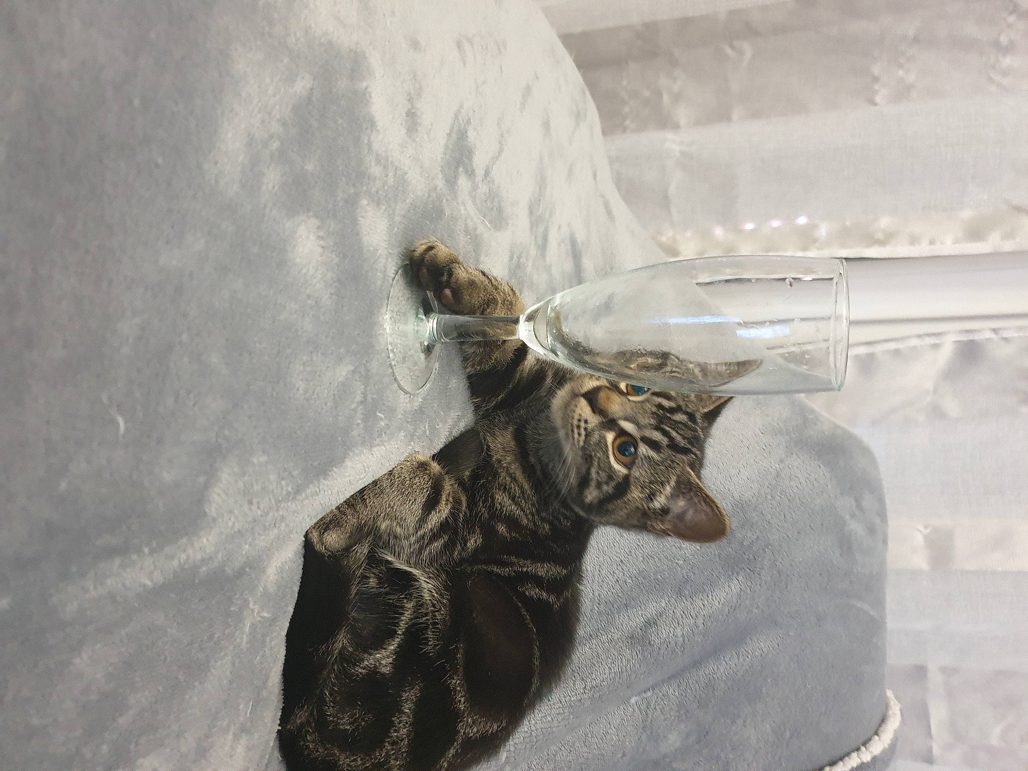 Simba participe au concours pour gagner de l'argent avec cette photo : art, ceiling, fur, glass, glove, hat, metal, sleeve, visual_arts, wing, wood