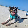 Dabby joined the competition — help win amazing prizes! dog, beach, sand, sunny, blue_sky, tongue_out, happy, pet, canine, outdoor, harness, lying_down, summer, leash, closeup, animal, nature, vacation, relaxed, daytime