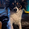 dog, small_dog, close_up, indoor, pet, paw, ears, curious, black_and_white, brown_markings, furry, couch, person_leg, striped_socks, cozy, soft_lighting, resting, looking_at_camera, companion, household