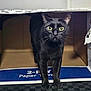 Willow joined the competition — help win amazing prizes! black_cat, cat, cardboard_box, yellow_eyes, pet, animal, feline, curious, indoor, box, whiskers, looking, standing, paper_towel, close_up, domestic_cat, fur, paws, front_view, alert